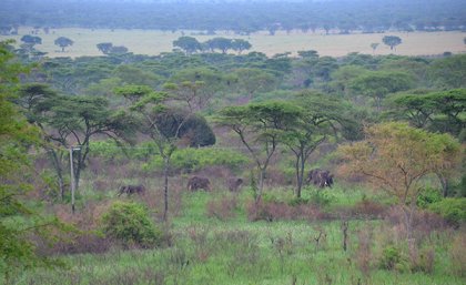 Elephants wander in a field close to powerlines